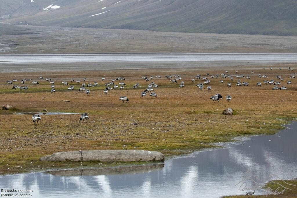 Bernache nonnette, habitat, régime