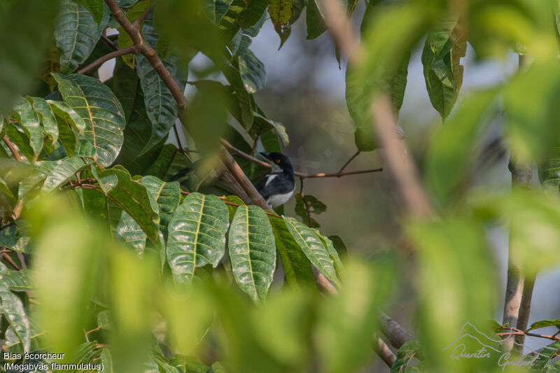 Bias écorcheur, identification