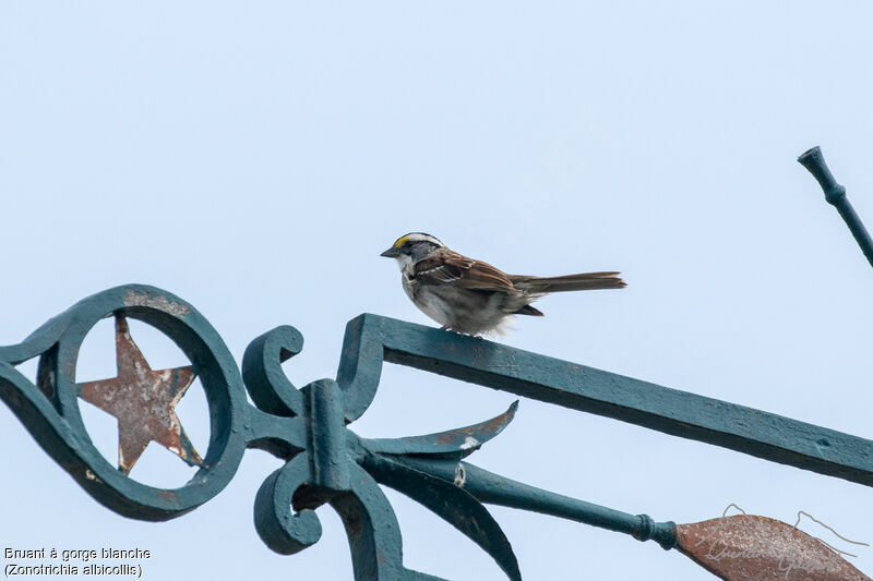 White-throated Sparrow