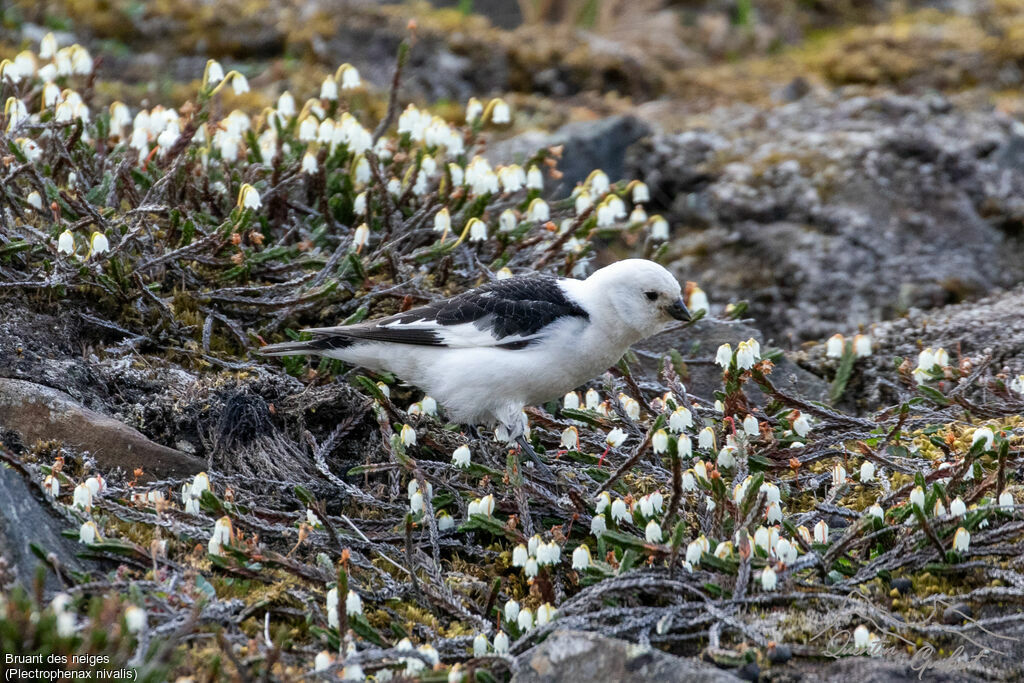 Bruant des neiges