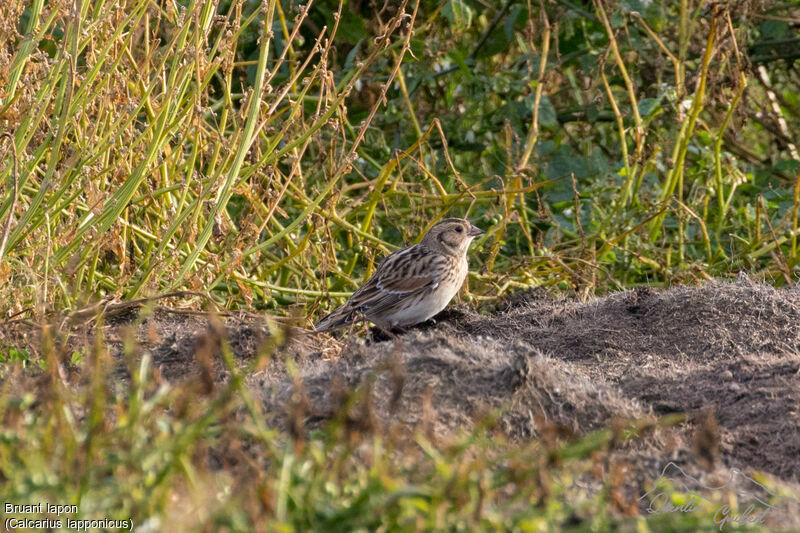 Lapland Longspur