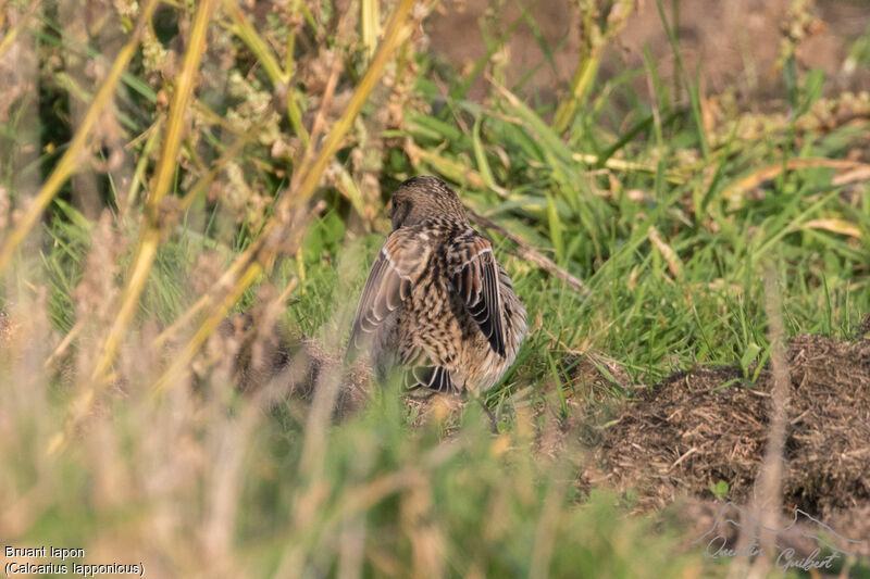 Lapland Longspur