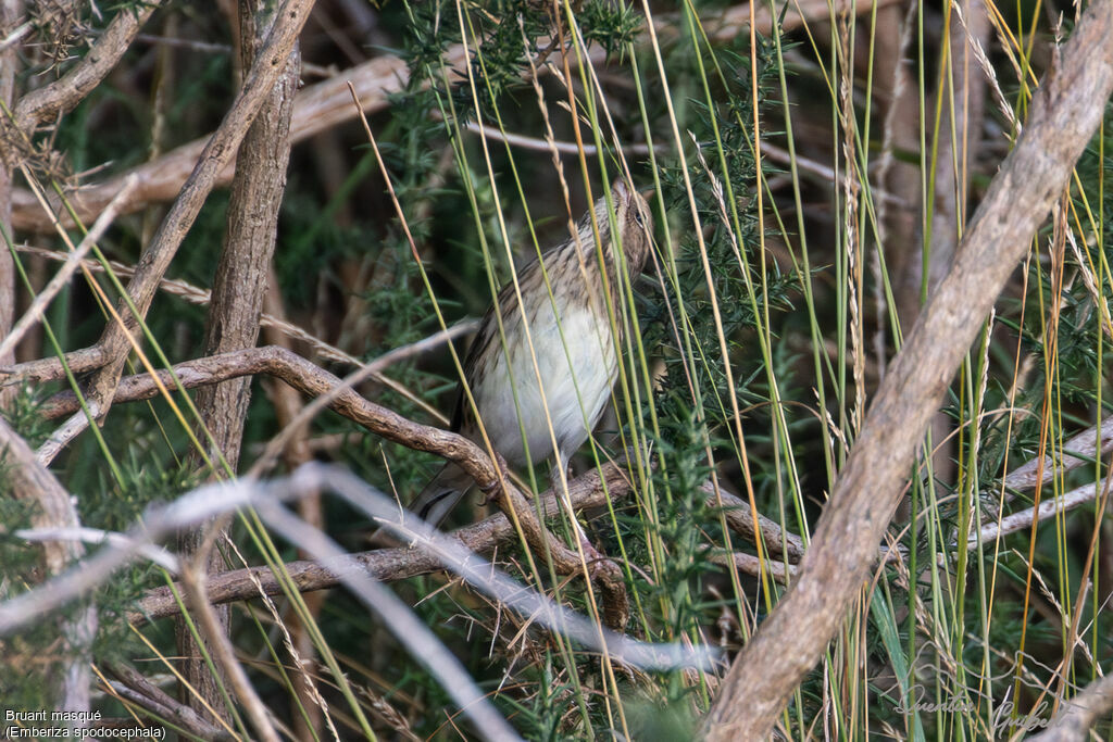 Bruant masqué1ère année, identification, mange