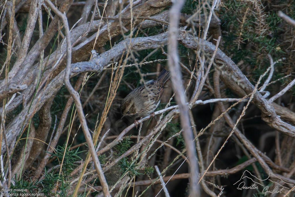 Bruant masqué