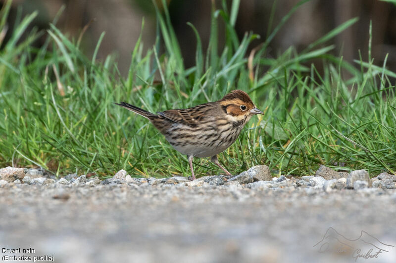 Little Bunting