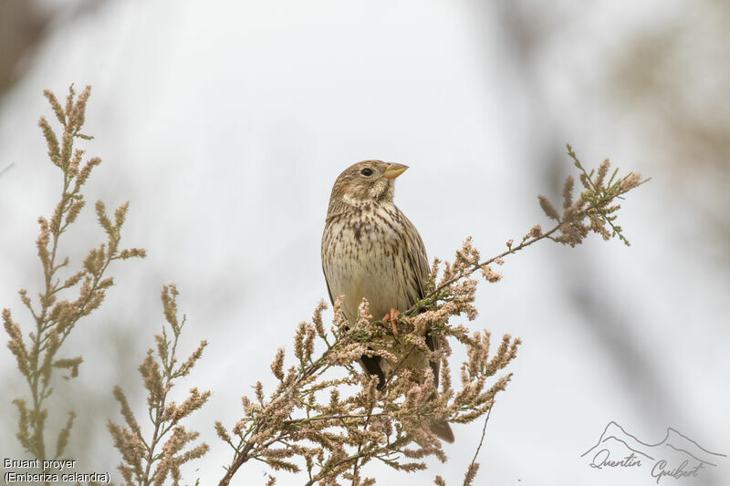 Corn Bunting