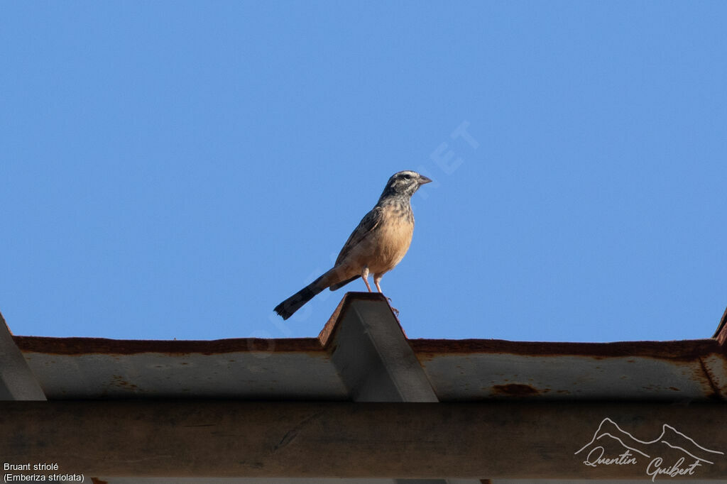 Bruant strioléadulte