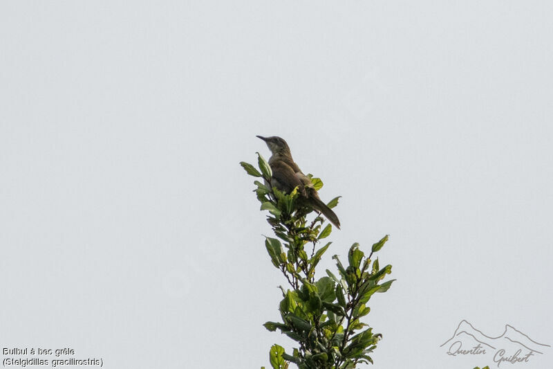 Bulbul à bec grêle