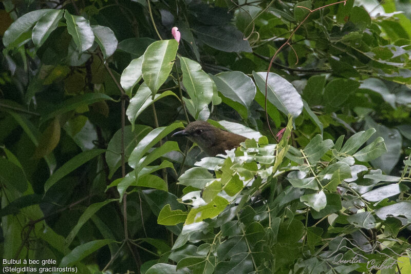 Bulbul à bec grêle