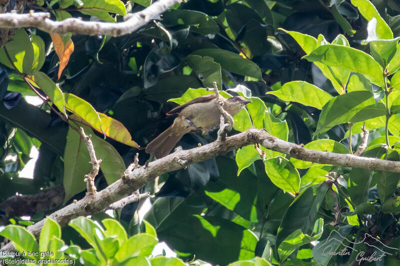 Bulbul à bec grêle