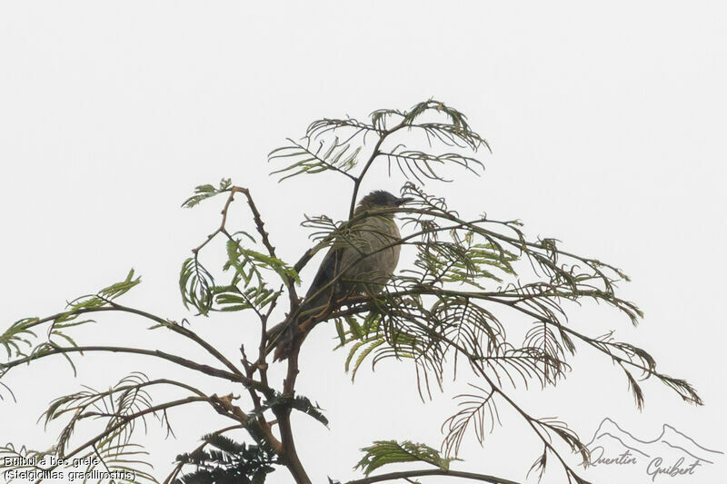 Slender-billed Greenbul