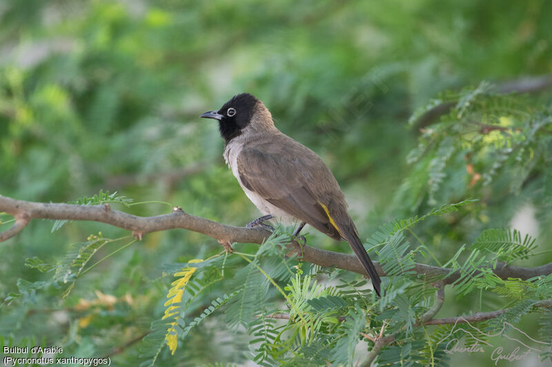 Bulbul d'Arabie