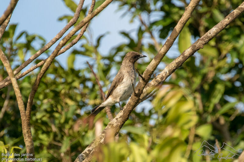 Bulbul des jardins