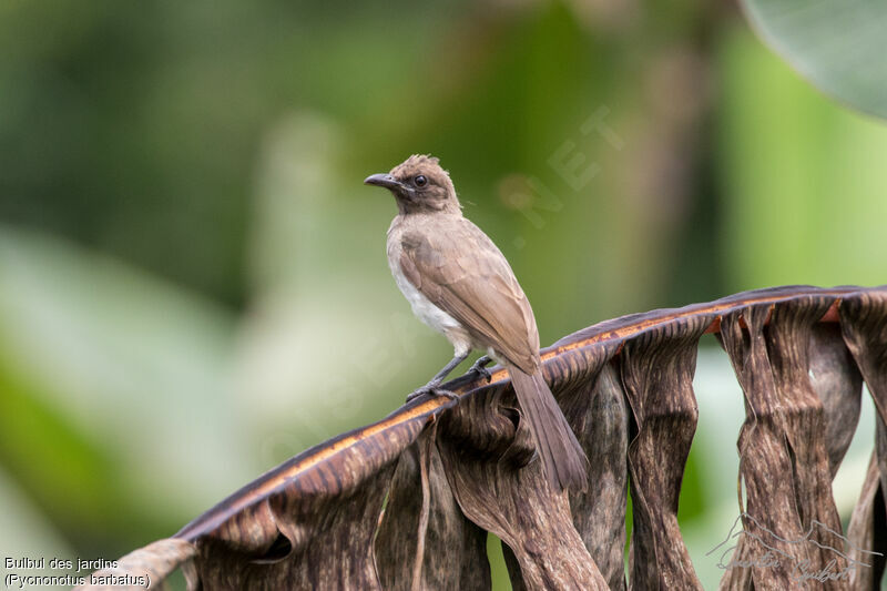 Common Bulbul