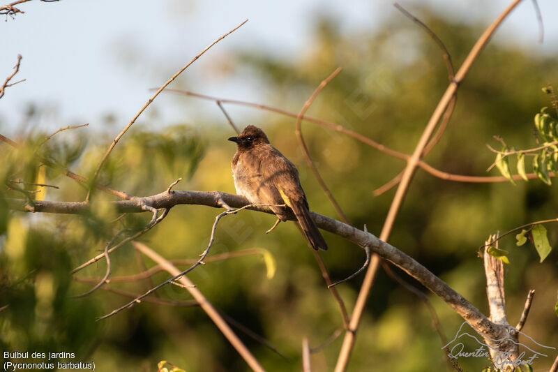 Common Bulbul