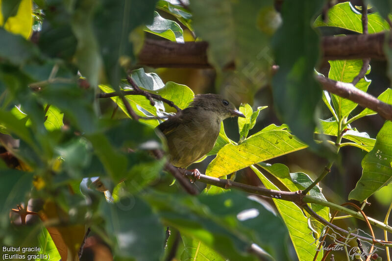 Bulbul gracile