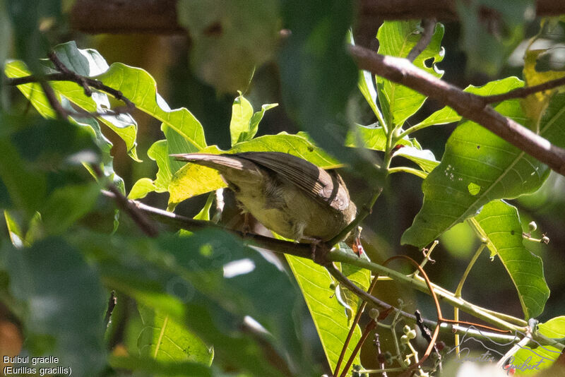 Bulbul gracile