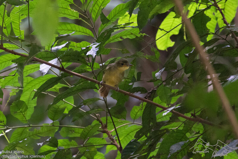 Bulbul ictérin, identification