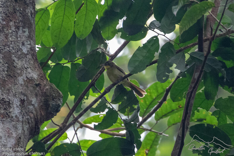 Bulbul ictérin