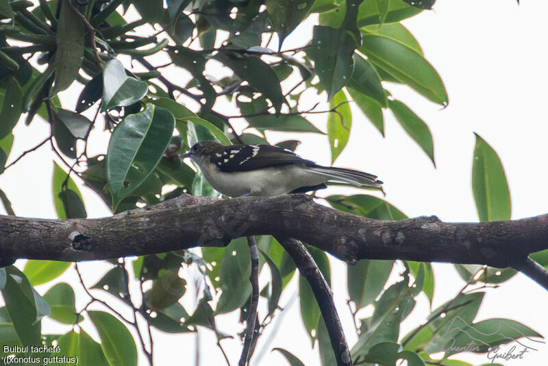 Bulbul tacheté, identification