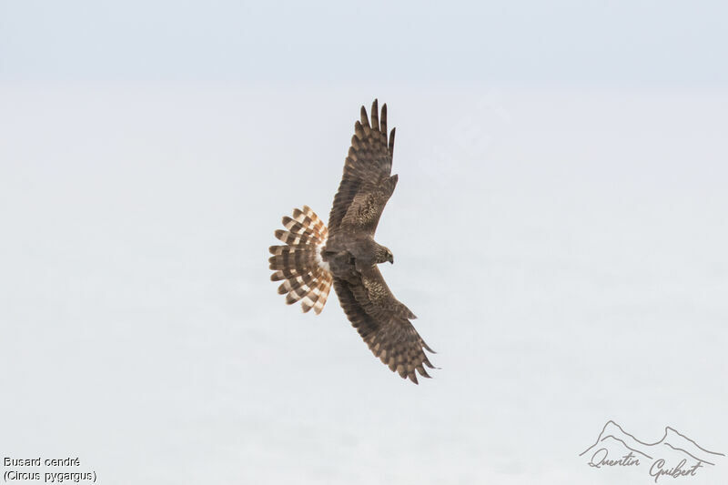 Montagu's Harrier