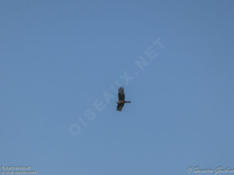 Swamp Harrierimmature, Flight