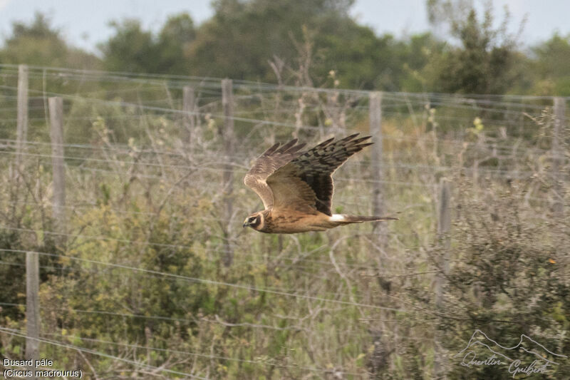 Pallid Harrier female Second year, Flight