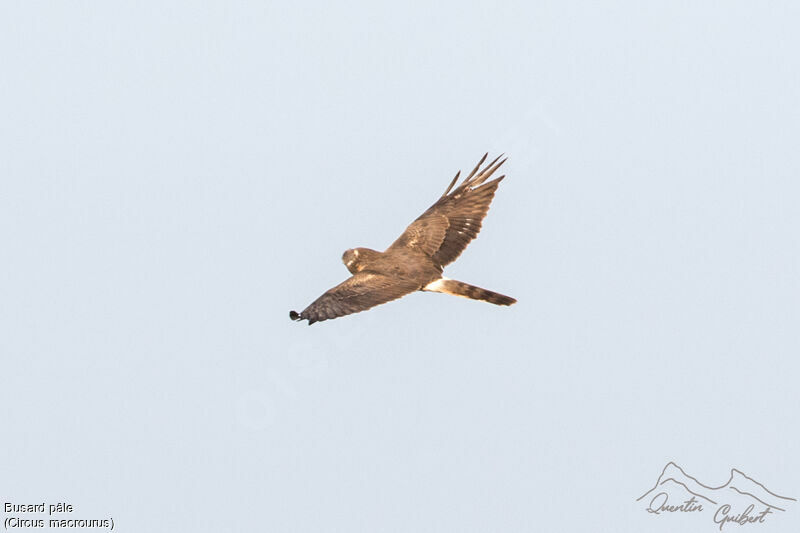 Pallid Harrier