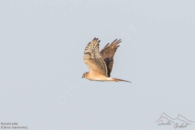 Pallid Harrier male Second year, Flight