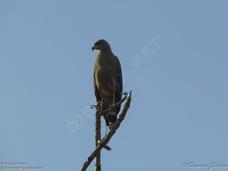 Savanna Hawkadult, identification