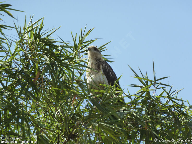 Buse roussâtrejuvénile, identification