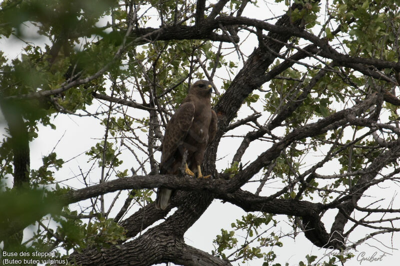 Buse variable