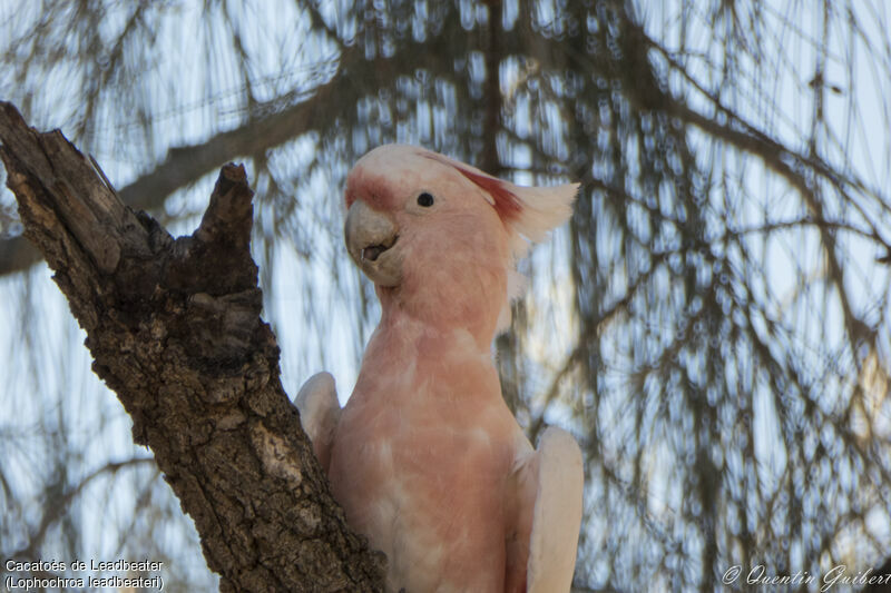 Pink Cockatoo