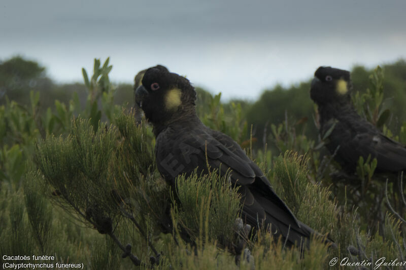 Yellow-tailed Black Cockatooadult