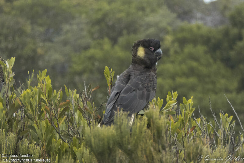 Yellow-tailed Black Cockatoo, identification, close-up portrait, pigmentation