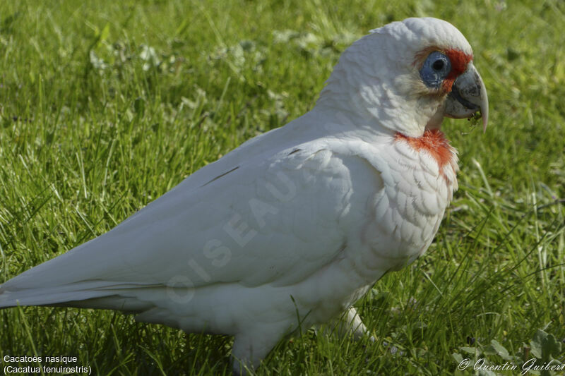 Long-billed Corella, identification, close-up portrait, walking, eats