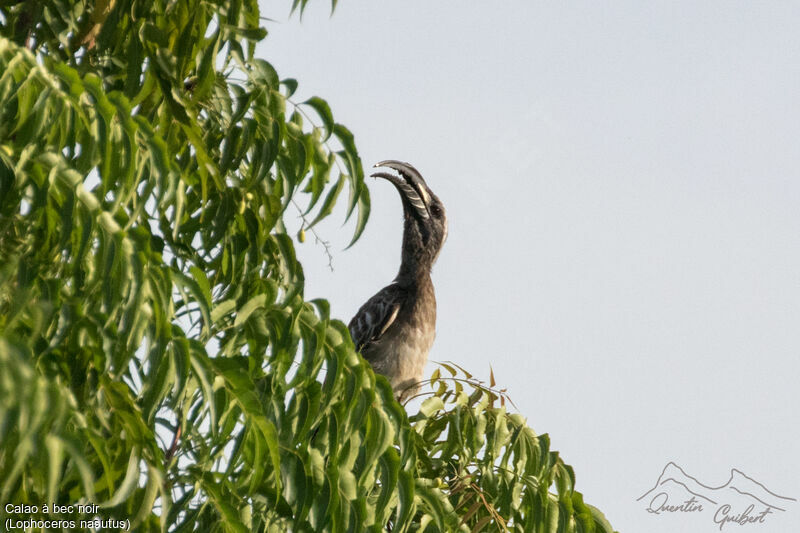 African Grey Hornbill