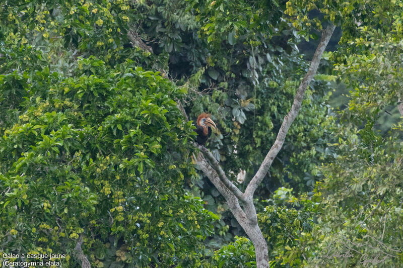 Yellow-casqued Hornbill