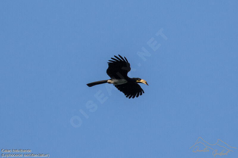 West African Pied Hornbill