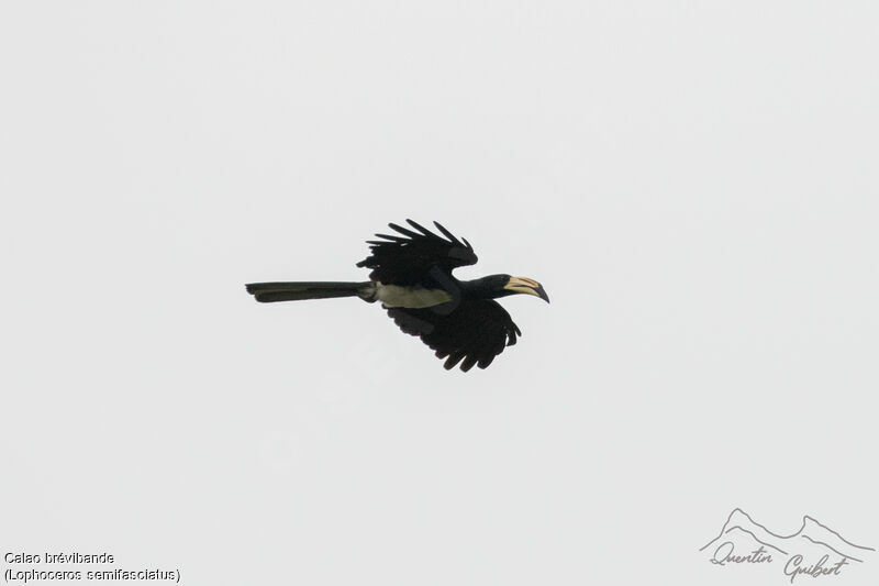 West African Pied Hornbill