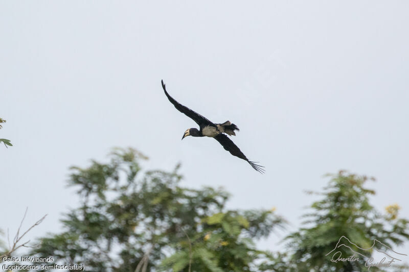 West African Pied Hornbill, Flight