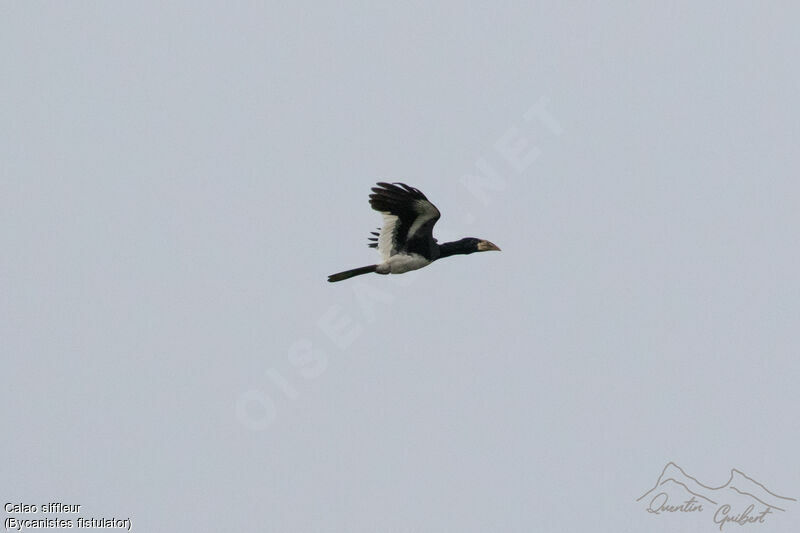 Piping Hornbilladult, identification, Flight