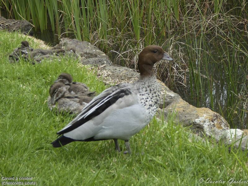 Canard à crinière, identification