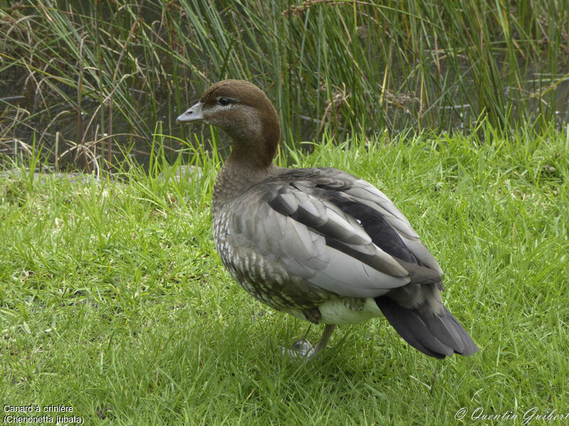 Canard à crinière femelle adulte nuptial, identification