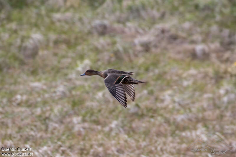 Canard d'Eaton mâle adulte, pigmentation, Vol