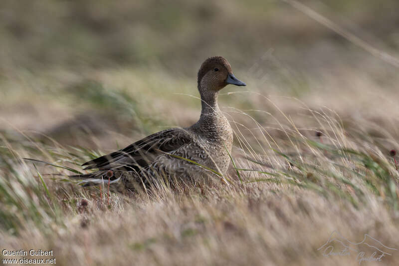 Eaton's Pintail, identification