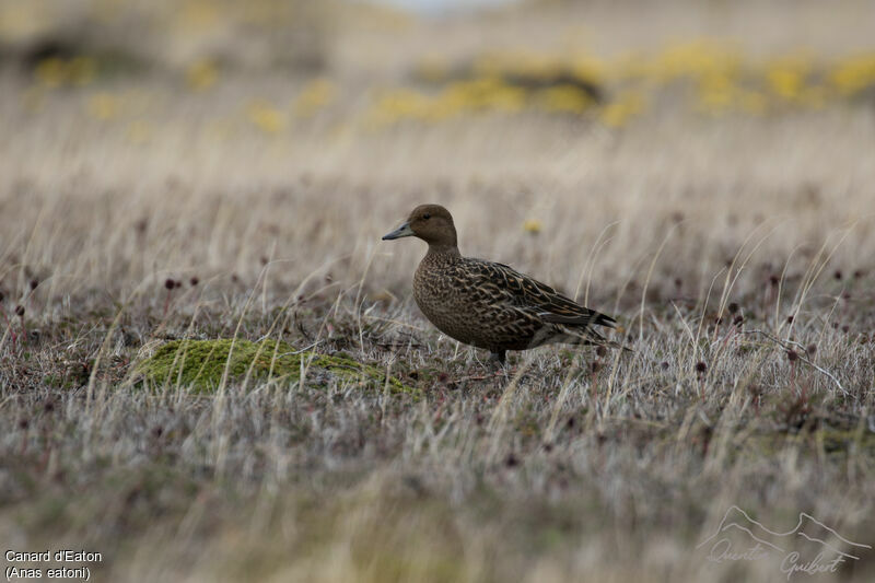 Eaton's Pintail