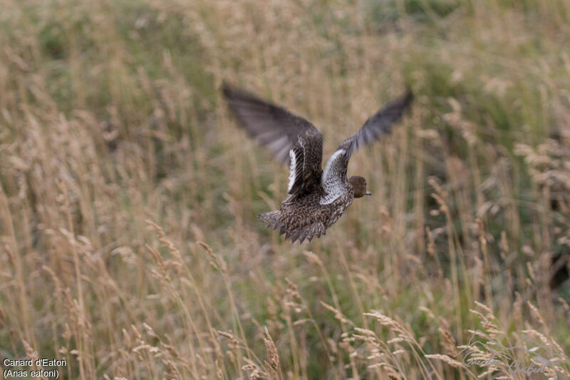 Eaton's Pintail