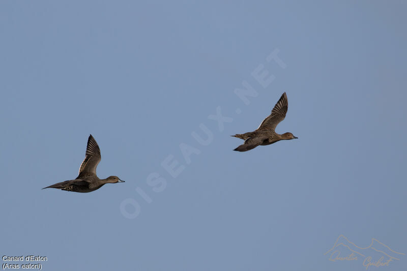 Eaton's Pintail