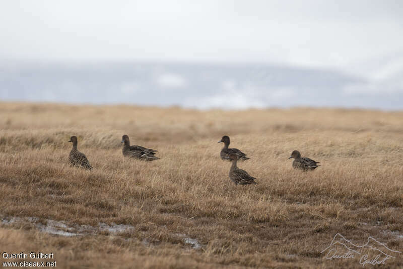 Eaton's Pintail, habitat